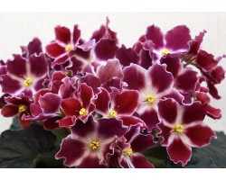 РМ-Амалия 608
